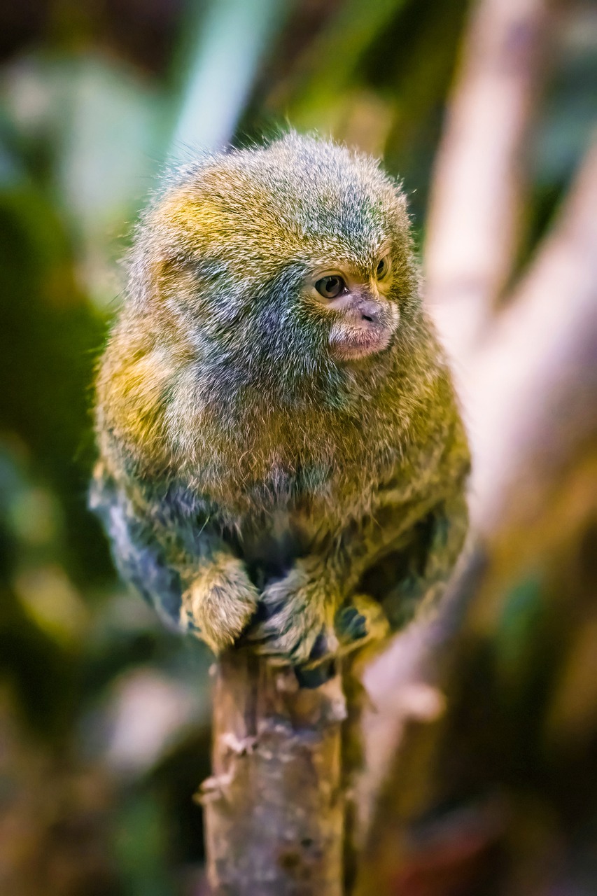 A Pygmy marmoset